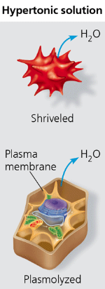 <p>hypertonic </p>