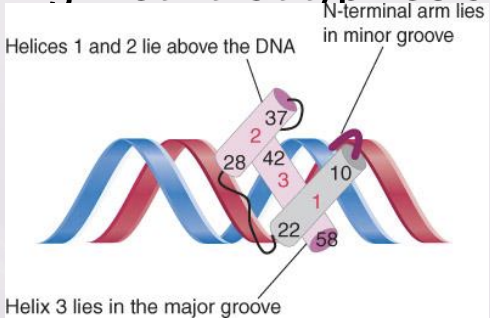 <p>A DNA-binding motif that typifies a class of transcription factors</p>