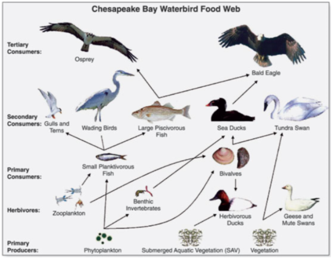 <p>How would this food web be impacted if the small planktivorous fish were removed?</p>