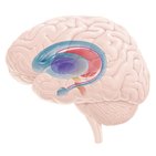 <p>Basale ganglia</p>