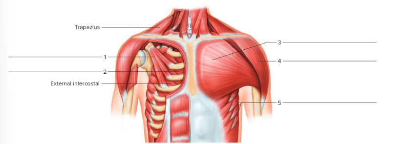 <p>Label the following: Anterior chest</p>