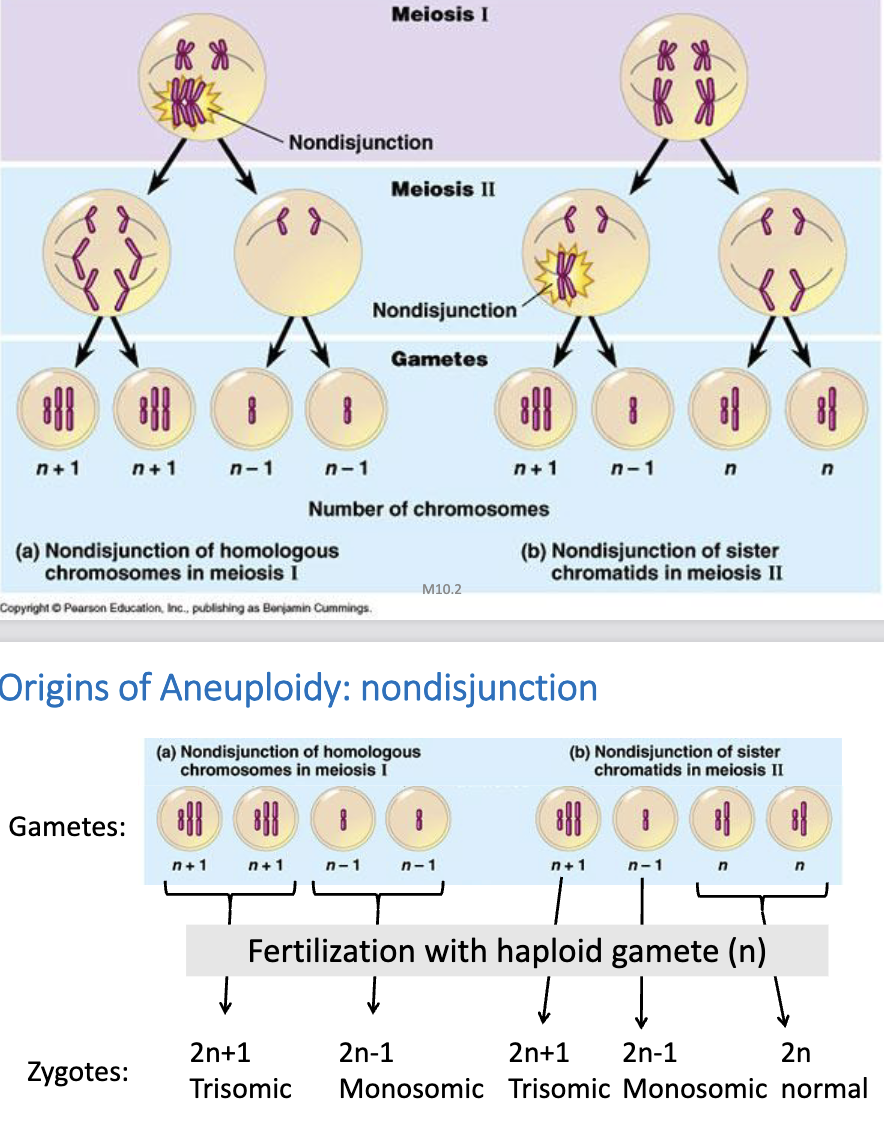 <ul><li><p>failure of homologous chromosomes or sister chromatids to separate</p></li><li><p>may result in:</p><ul><li><p>trisomic (still viable)</p><ul><li><p>autosomal trisomy is thought to be the most common cause of miscarriages</p></li></ul></li><li><p>monosomic (not viable, unless for sex chromosomes)</p></li><li><p>normal (still viable)</p></li></ul></li></ul><p></p>
