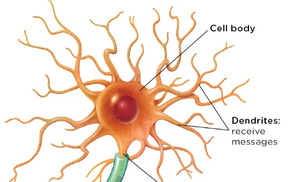 <p>tiny, branchlike fibers extending from the cell body that receive messages from other neurons and send information in the direction of the cell body</p>