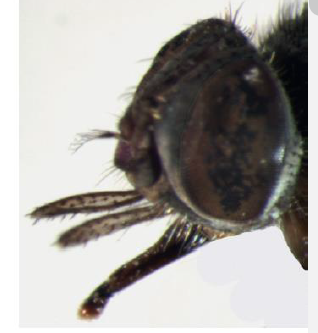 <p>Name this Fly</p>