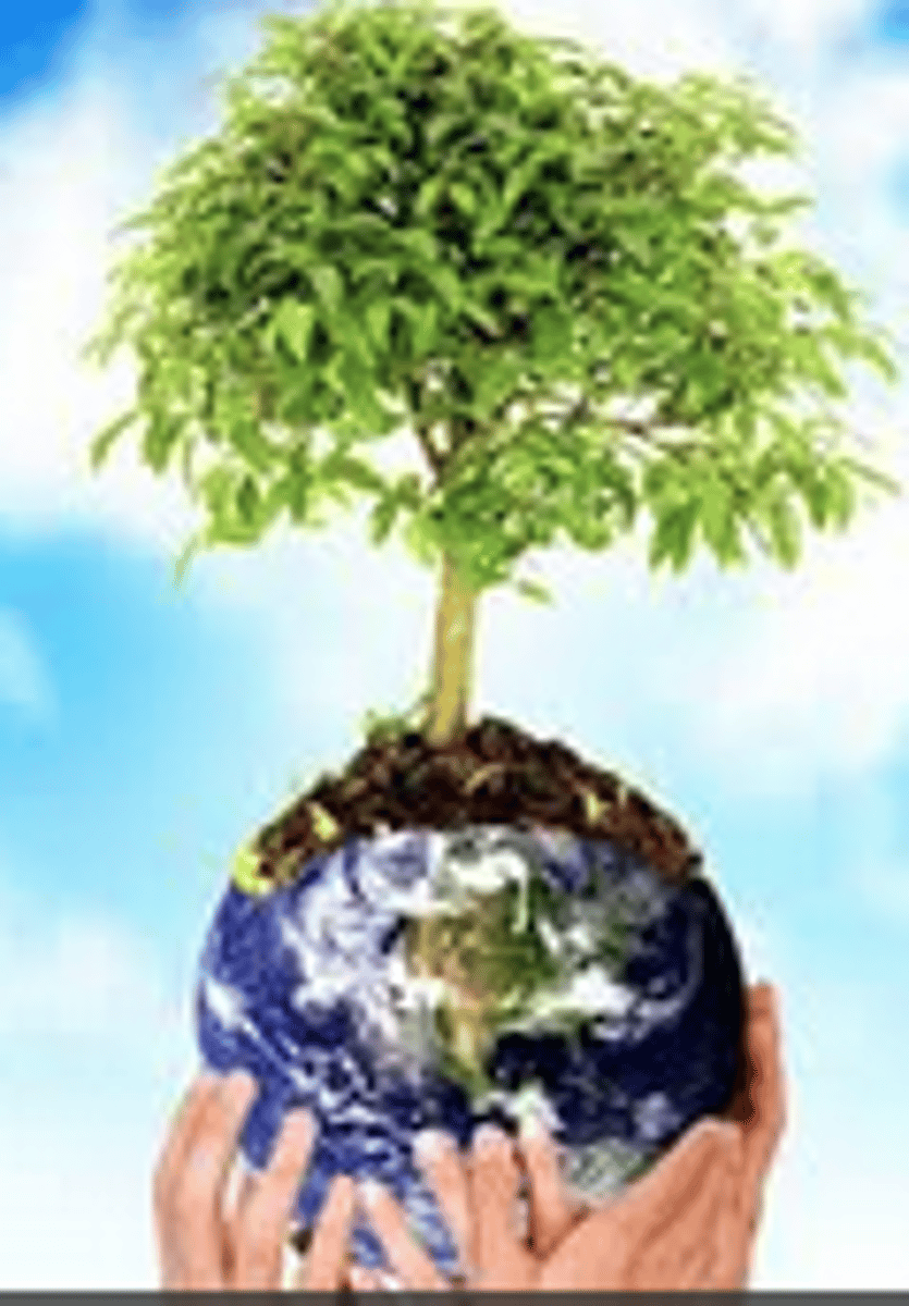 <p>el mundo natural o el mundo que nos rodea</p>