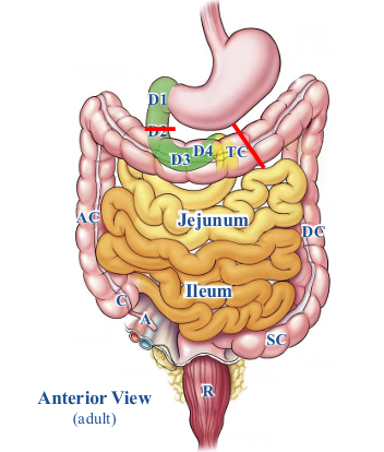 <p>-transverse colon (distal 1/3; black line)</p><p>-descending colon</p><p>-sigmoid colon</p><p>-rectum</p><p>-anal canal (superior part)</p><p>-epithelium of bladder and urethra</p><p>-secondarily retroperitoneal: descending colon and rectum</p>