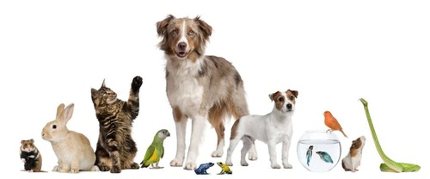 <p>Selling pets directly to consumers or shops.</p>