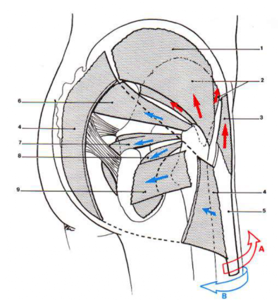 <p>Enumérez les muscles</p>