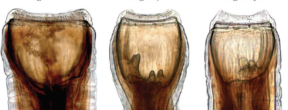 <ol><li><p>Strongylus edentatus </p></li><li><p>Strongylus equinus </p></li><li><p>Strongylus vulgaris</p></li></ol>