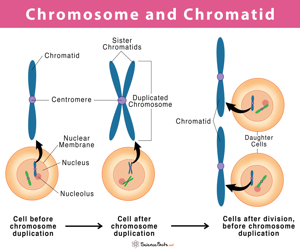 <p>Chromosomes contains DNA and proteins whereas sister chromatids are the result of chromosomes and DNA duplicating during DNA replication.</p>