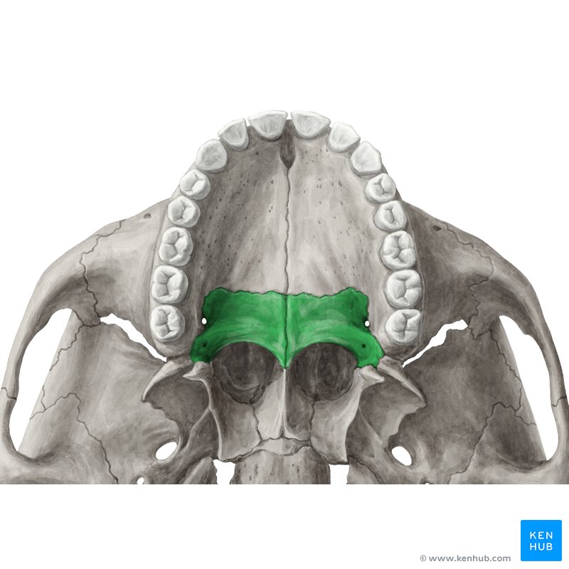 <p>behind palatine process of maxillary bones</p>