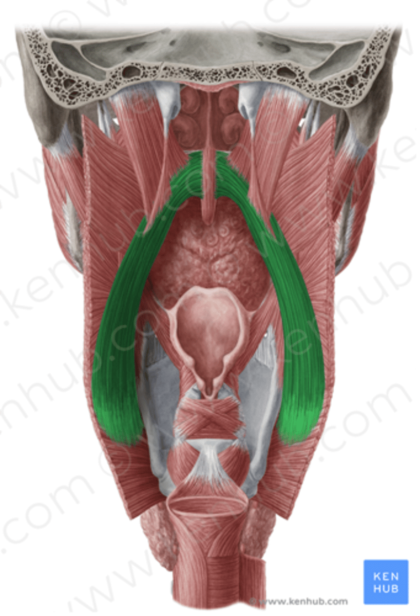 <p>what is the o,i,a,in of the palatopharyngeus?</p>