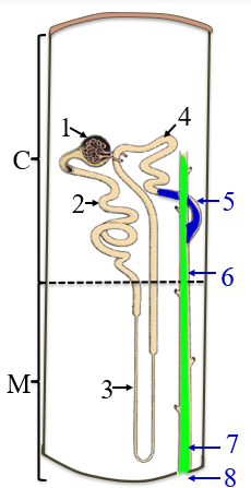 <p>6</p>