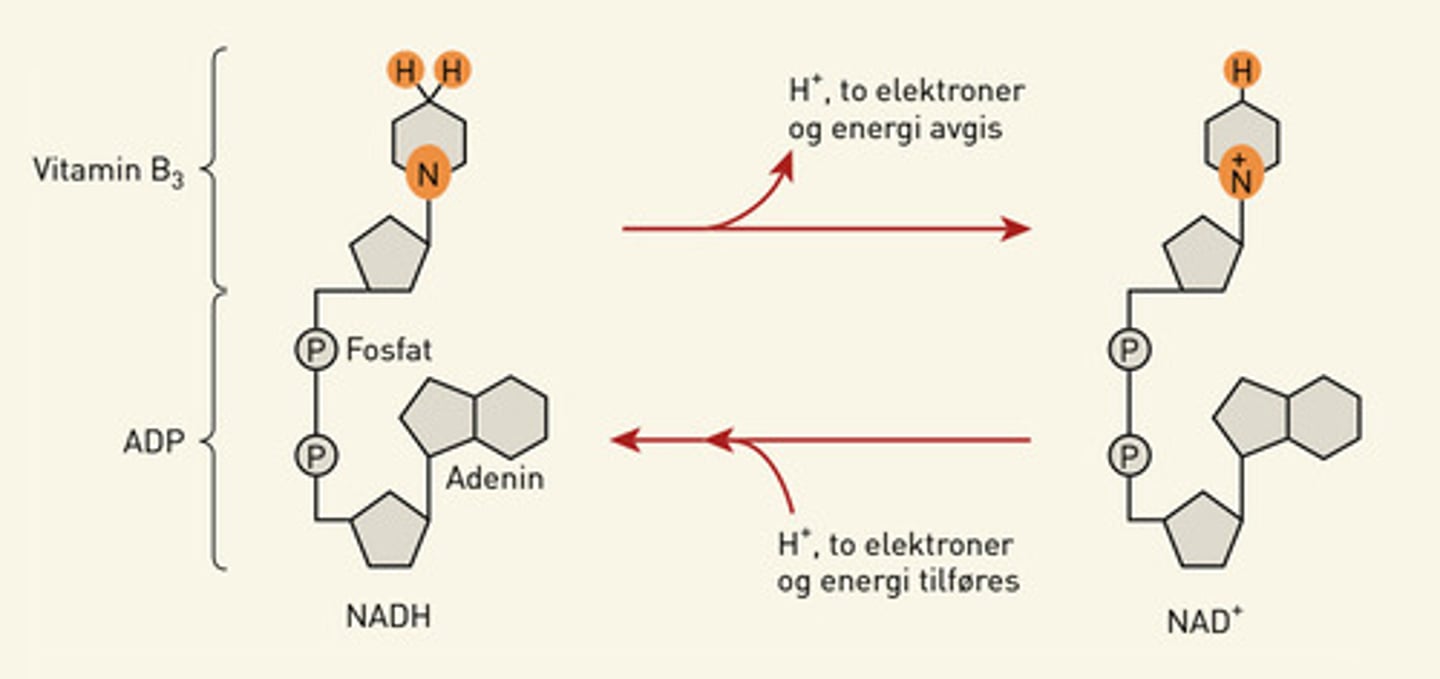 <p>Viktig energibærer, spiller en viktig rolle i energiomsetningen i levende organismer. Inngår i celleåndingen.</p>