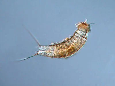 <p>About 180 species, worldwide, intertidal to 8000 m</p>