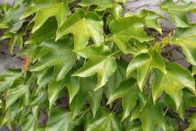 <p><span>Deciduous climbing vine with three-lobed green leaves that turn red in fall. Used to cover walls and fences.</span></p>