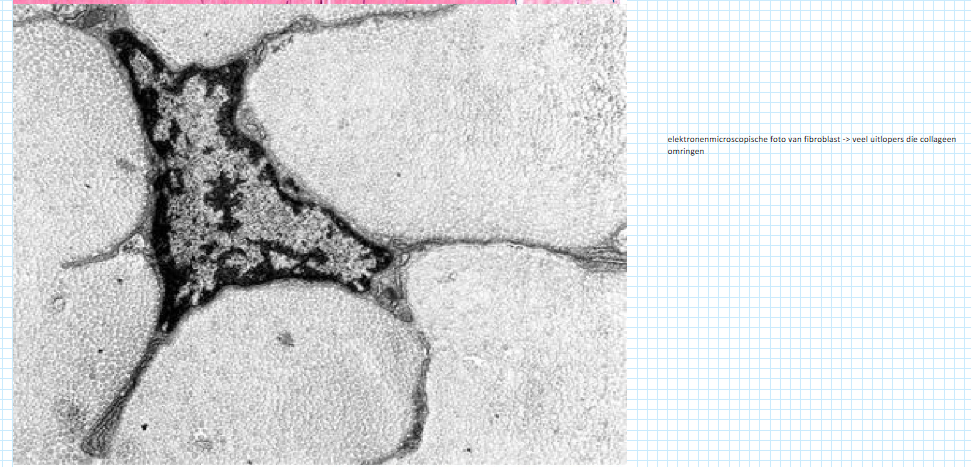 <ul><li><p>pezen = cilindervormige tractie-elementen die spieren met het skelet verbinden</p></li><li><p>bestaan uit evenwijdig verlopende, dicht opeengepakte bundels collageen met weinig amorfe grondsubstantie ertussen</p></li><li><p>in een overlangse aansnijding: </p><ul><li><p>fibroblasten in rijen te zien</p></li></ul></li><li><p>op dwarsdoorsnede: </p><ul><li><p>fibroblasten vertonen vliesvormige uitlopers die tussen de collagene bundels in verschillende richtingen uitstralen en deze ten dele omwikkelen (= vleugelcellen)</p></li></ul></li></ul><p></p>