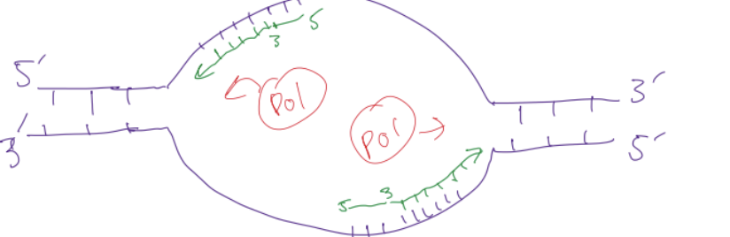 <p>DNA polymerase</p>