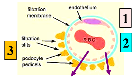 <ol><li><p>glomerular capilalry endothelium (inner layer) (allows plasma through, but blocks blood cells) - vascular side </p></li><li><p>basement membrane (middle layer) (charge and size barrier) - shared </p></li><li><p>podocytes of Bowman’s capsule (outer layer) (filtration slits) - tubular side</p></li></ol><p></p>