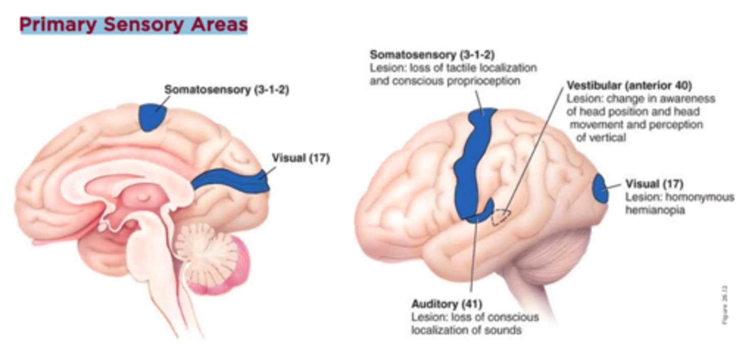 <p>primary somatosensory</p><p>primary auditory</p><p>primary visual</p><p>primary vestibular</p>