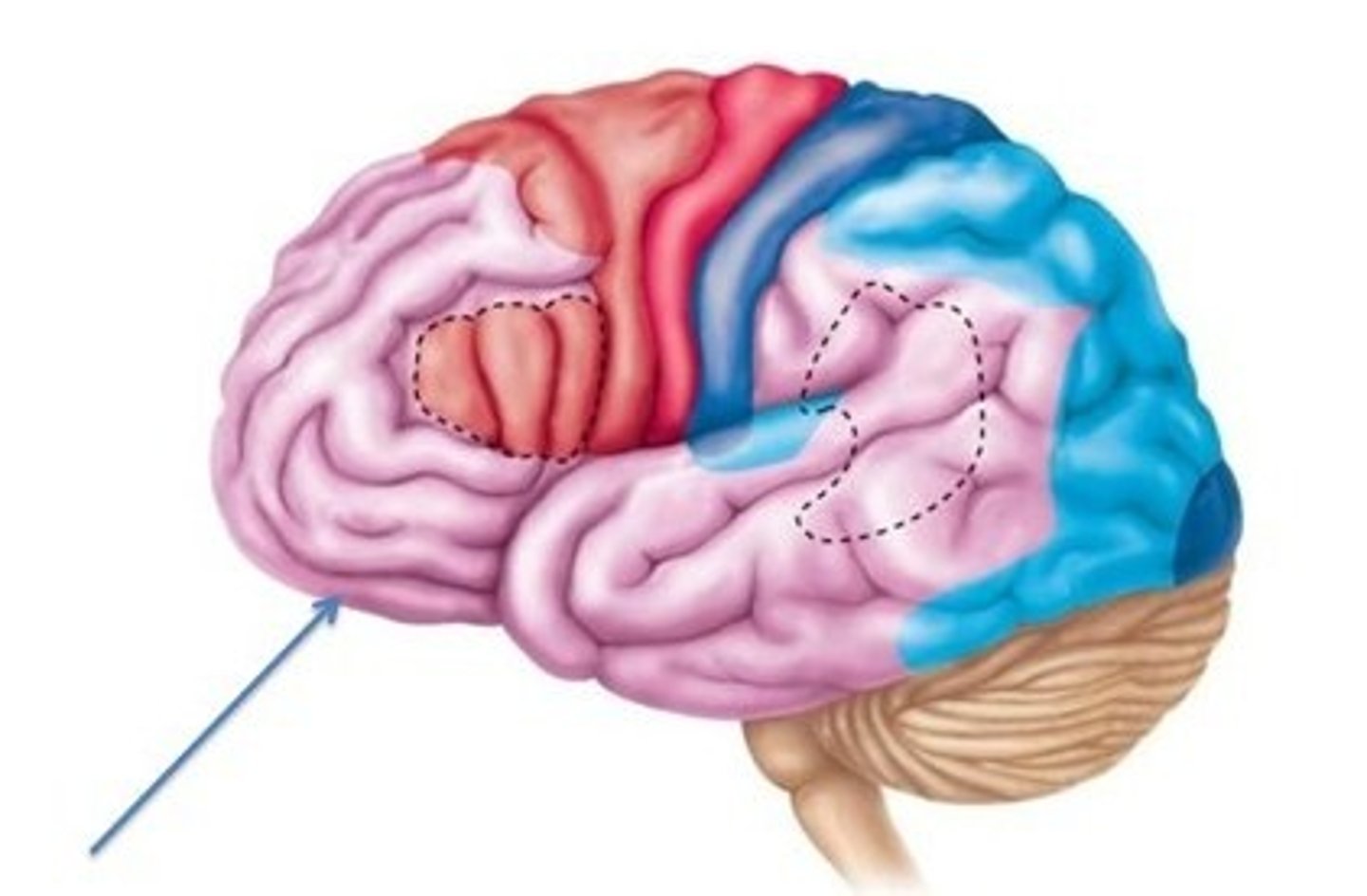 <p>part of frontal lobe responsible for thinking, planning, and language</p>