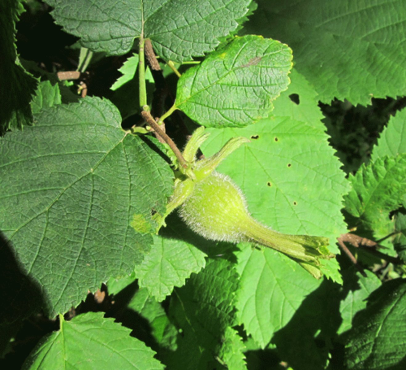 knowt flashcard image