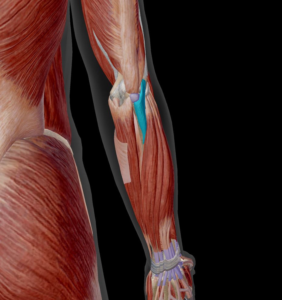 <p>Label the muscle</p>