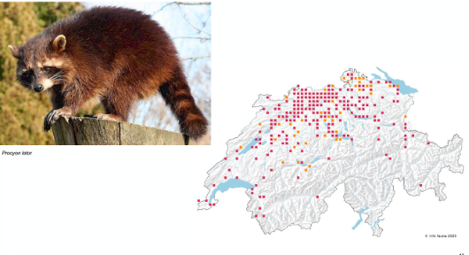 <p><span><em><span>Neozoe, invasiv, jagdbar</span></em></span></p><p class="MsoNormal"><span><em><u><span>Biologie</span></u></em></span></p><p class="MsoListParagraphCxSpFirst"><span><span>-</span></span><span style="font-family: "Times New Roman"; line-height: normal; font-size: 7pt;"><span>&nbsp;&nbsp;&nbsp;&nbsp;&nbsp;&nbsp; </span></span><span><em><span>Allesfresser (Wirbellose, Wirbeltiere &amp; Pflanzen)</span></em></span></p><p class="MsoListParagraphCxSpMiddle"><span><span>-</span></span><span style="font-family: "Times New Roman"; line-height: normal; font-size: 7pt;"><span>&nbsp;&nbsp;&nbsp;&nbsp;&nbsp;&nbsp; </span></span><span><em><span>Hauptpaarungszeit: Feb, 2-4 Junge im April, Weibchen ab 1. LJ geschlechtsreif</span></em></span></p><p class="MsoListParagraphCxSpMiddle"><span><span>-</span></span><span style="font-family: "Times New Roman"; line-height: normal; font-size: 7pt;"><span>&nbsp;&nbsp;&nbsp;&nbsp;&nbsp;&nbsp; </span></span><span><em><span>Streifgebiete überlappen sich, tolerant gegenüber Artgenossen</span></em></span></p><p class="MsoListParagraphCxSpLast"><span><span>-</span></span><span style="font-family: "Times New Roman"; line-height: normal; font-size: 7pt;"><span>&nbsp;&nbsp;&nbsp;&nbsp;&nbsp;&nbsp; </span></span><span><em><span>Fettreserven für reduzierte Aktivität im Winter</span></em></span></p>