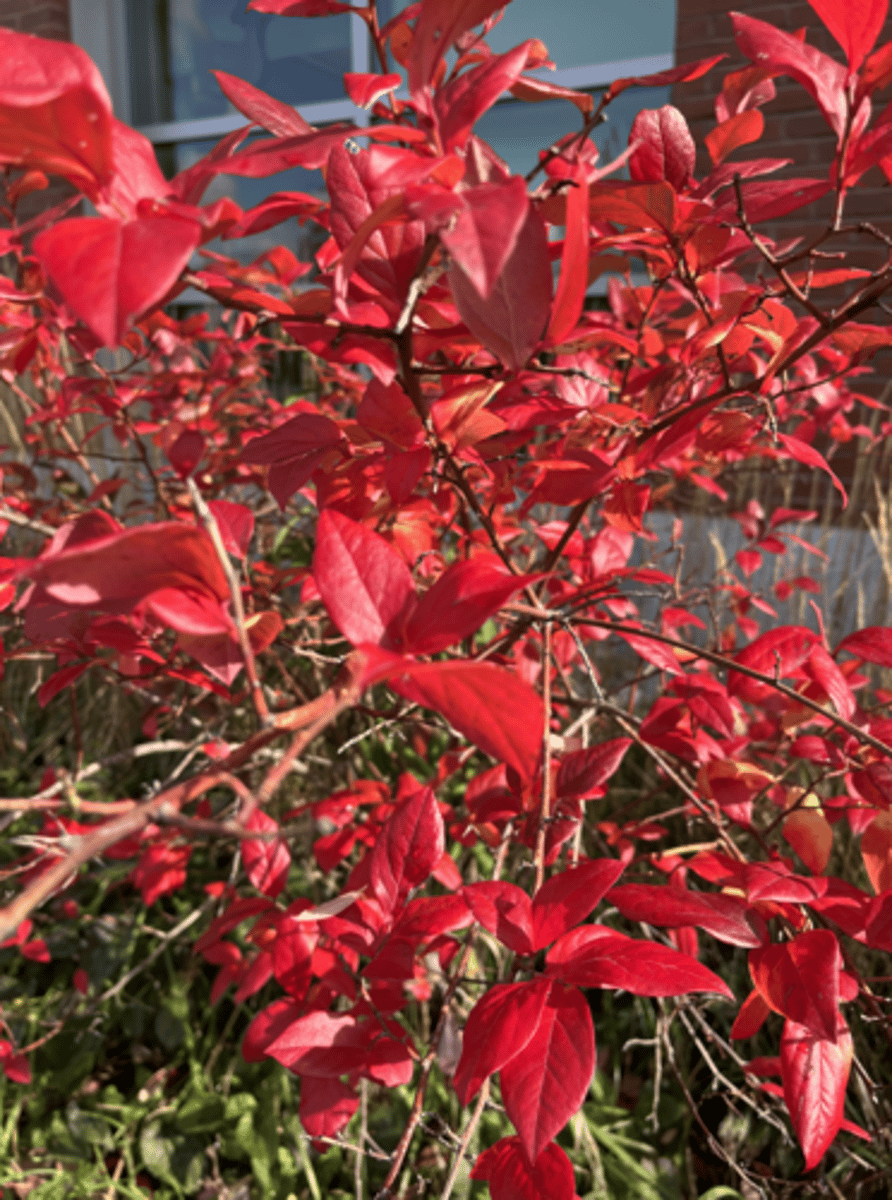 <p>red fall color, urn-shaped flower, tallish, orange-red stems on new growth</p>