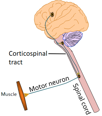 <p>Projections (from layer V) from the motor cortex to the brainstem form the corticobulbar tract - then to the spinal cord</p><ul><li><p>Doesn’t pass through the pryamids</p></li></ul><p></p>