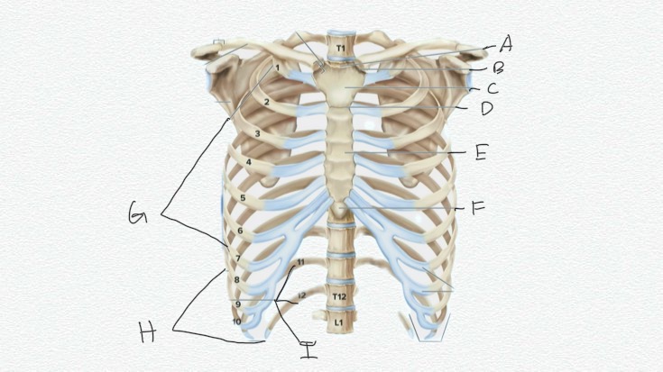 <p>G</p>