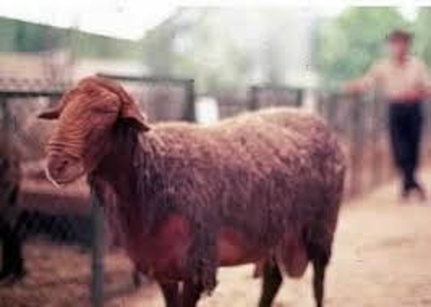 <p>red with red fleece, wrinkly face, looped ears, rustic meat, extensive</p>