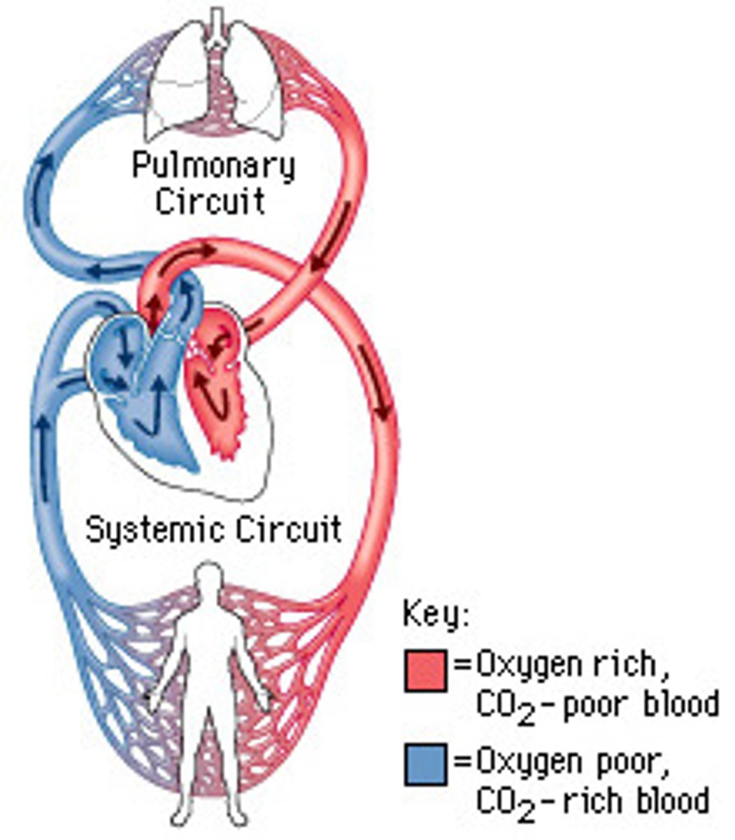 <p>Blood passes through the heart twice in one complete circuit of the body e.g. in a human</p><p>The right side of the heart pumps deoxygenated blood from the body to the lungs where it collects oxygen. The oxygenated blood gets pumped back to the heart and then to the body where it supplies it with oxygen. The now deoxygenated blood travels back to the lungs. It is a double circulatory system because blood passes through the heart twice per circuit.</p>