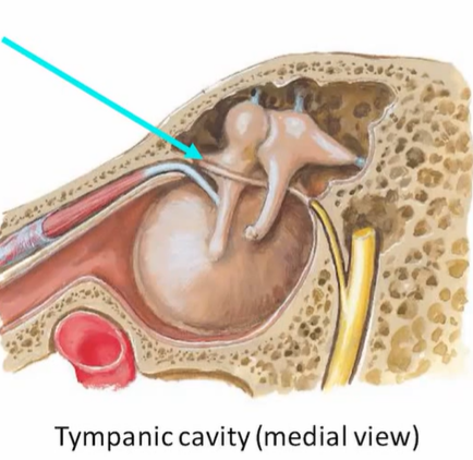 <p>chorda tympani branches off, passes through middle ear, goes to ant. 2/3 of tongue</p>