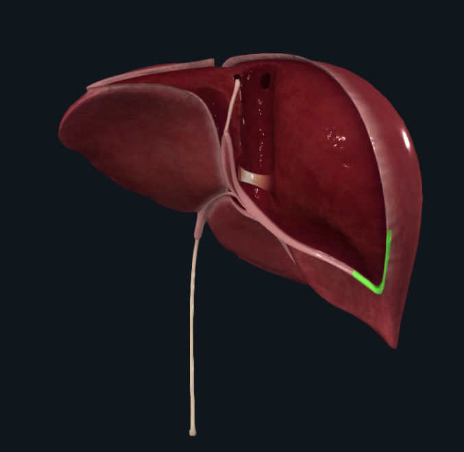 <p>What is highlighted in green</p>