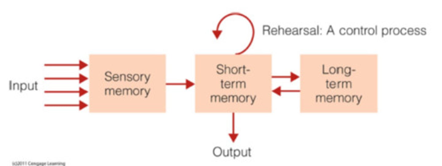 <p>- model of memory<br>- also called the three box model<br>- involves the sensory memory, short-term/working memory, long-term memory, and the processes of encoding and retrieval</p>