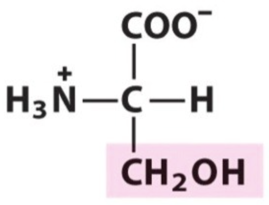 <p>Name the amino acid.</p>