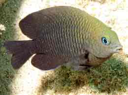 <p>Dusky</p><p style="text-align: start">Damselfish</p>