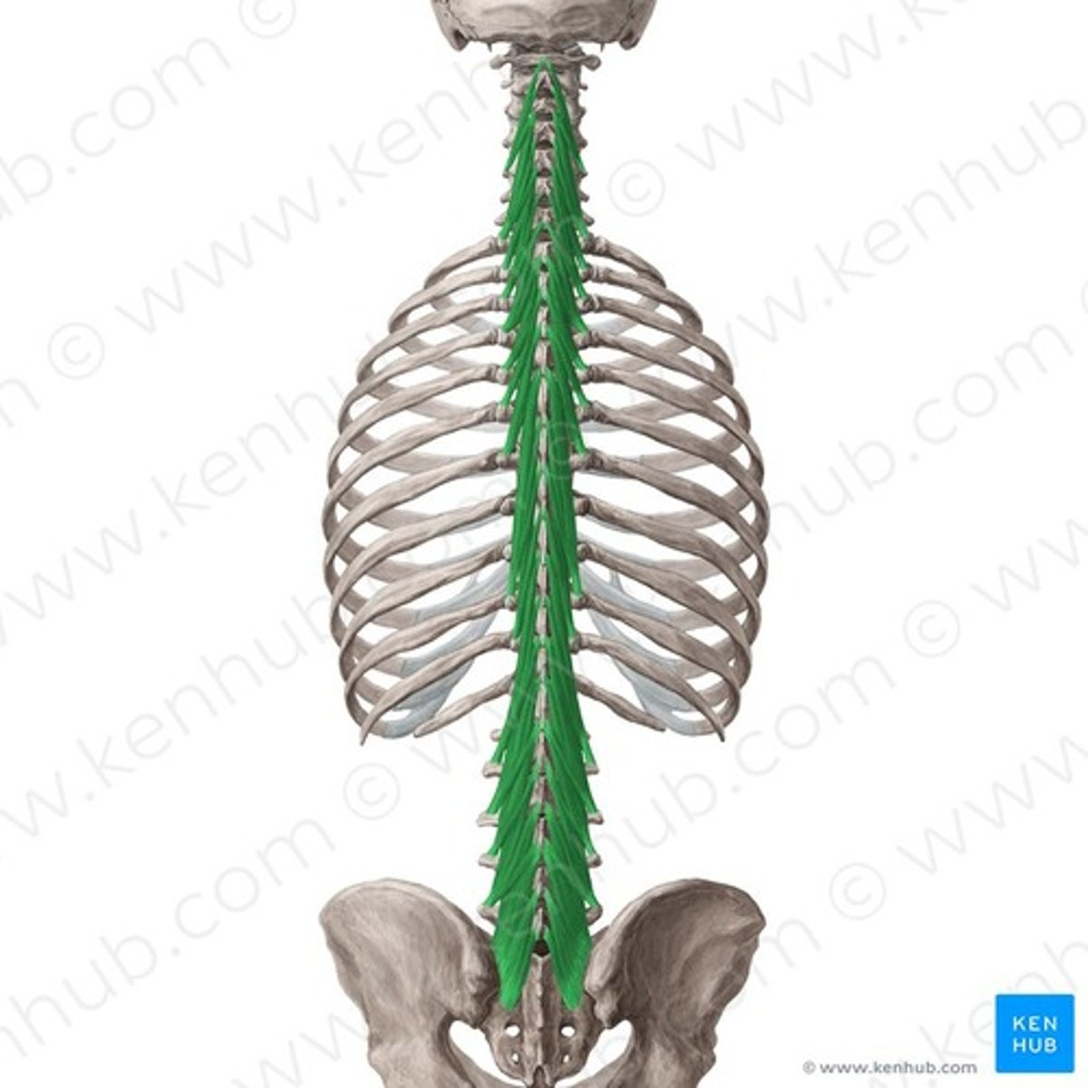 <p>Welke spier is dit?</p>