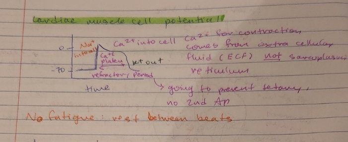 <p>Na+ goes into cell</p><p>Ca2+ goes into cell</p><ul><li><p>Ca2+ for contraction, comes from extra cellular fluid (ECF) not sarcoplasmic recticulum</p></li></ul><p>K+ goes out, Ca2+ plateau = refractory period</p><ul><li><p>prevent tetany, no 2nd AP</p></li></ul><p></p>