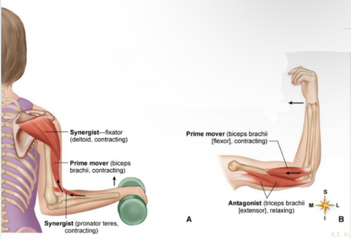<p>Prime mover (biceps brachii, contracting)</p>