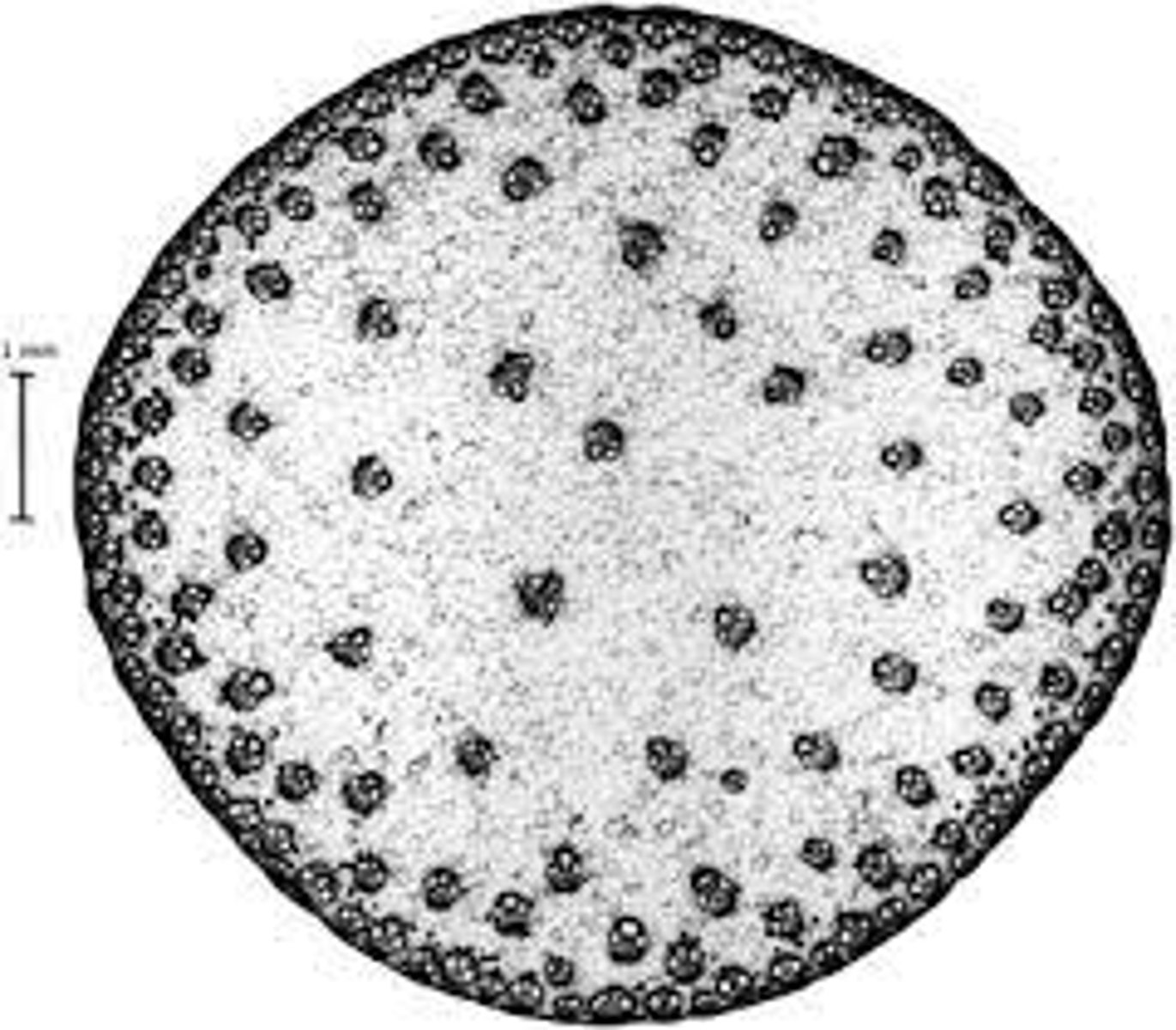 <p>This cross section is of what part of a monocot plant?</p>