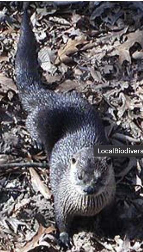 <p>what is this mammal </p>