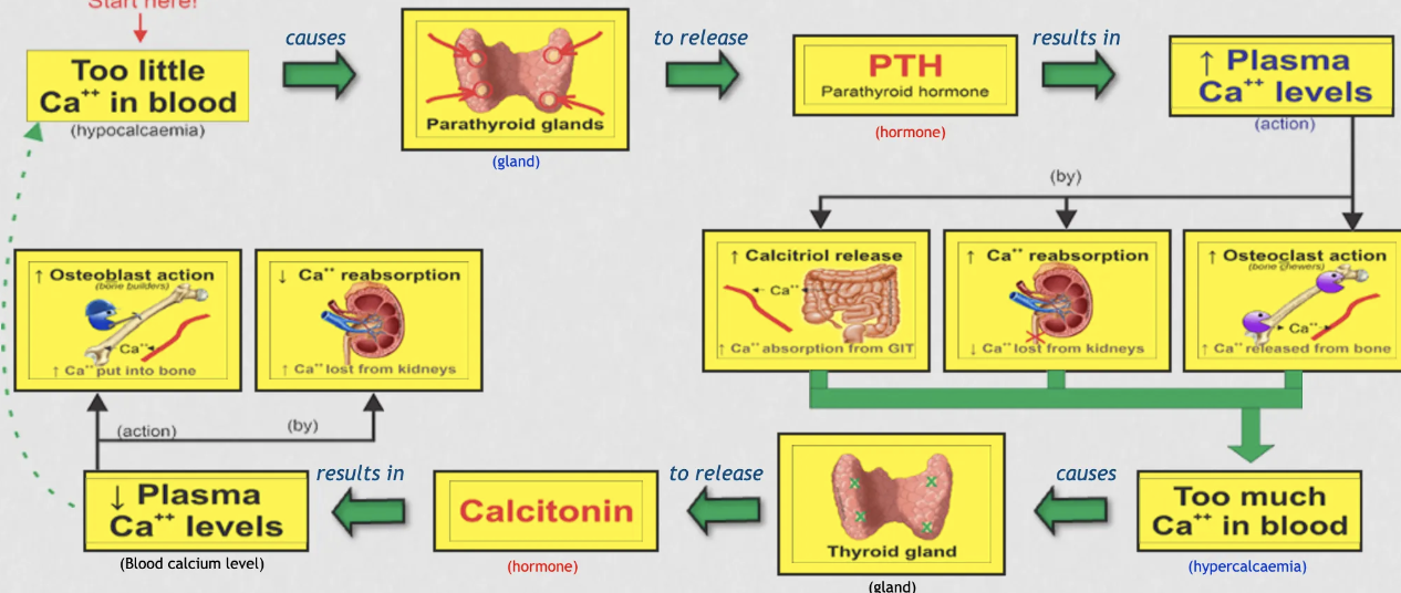 <ul><li><p>increase in calcium blood levels - increase calcitonin by thyroid - decrease osteoblast activity, decrease bone clearance, increase calcium secreted from the kidney’s = decrease in calcium blood levels</p></li><li><p>decrease in calcium blood levels - increase in PTH (parathyroid hormone) - increase in osteoclasts, increase bone clearance, increase calcium reabsorption from kidneys, increase calcium absorption into GIT</p></li></ul><p>osteoclasts: cut, break down calcium to get calcium for bone clearance</p><p>osteoblasts: build calcium</p>