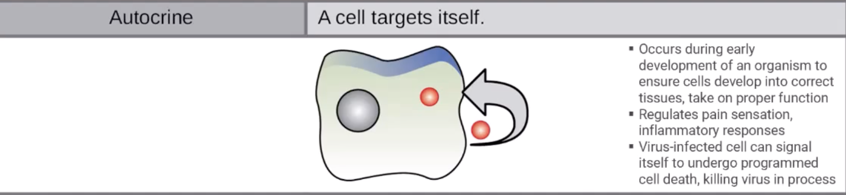 <p>When cells send signals to themselves or similar cells.</p><ul><li><p>Cell initiating apoptosis after infection</p></li></ul><p></p>
