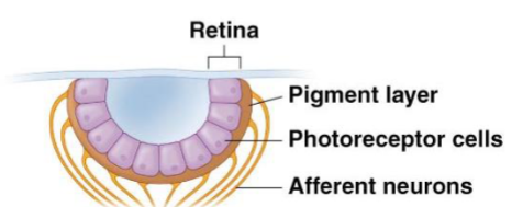 <p><span><span>cup shaped eyes</span></span></p>