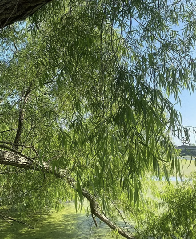 <p><em>Salix nigra</em></p><p>Salicaceae</p>