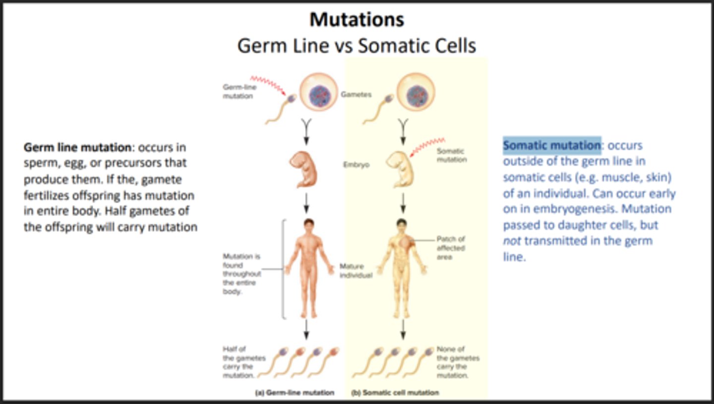 <p>Mutation that occurs in body cells and is not able to be passed down onto offspring</p>
