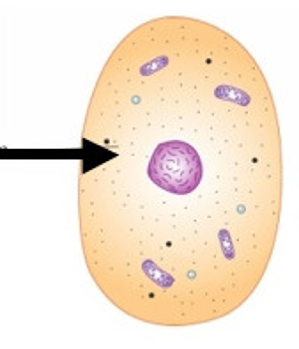 <p>A jellylike fluid inside the cell in which the organelles are suspended</p>