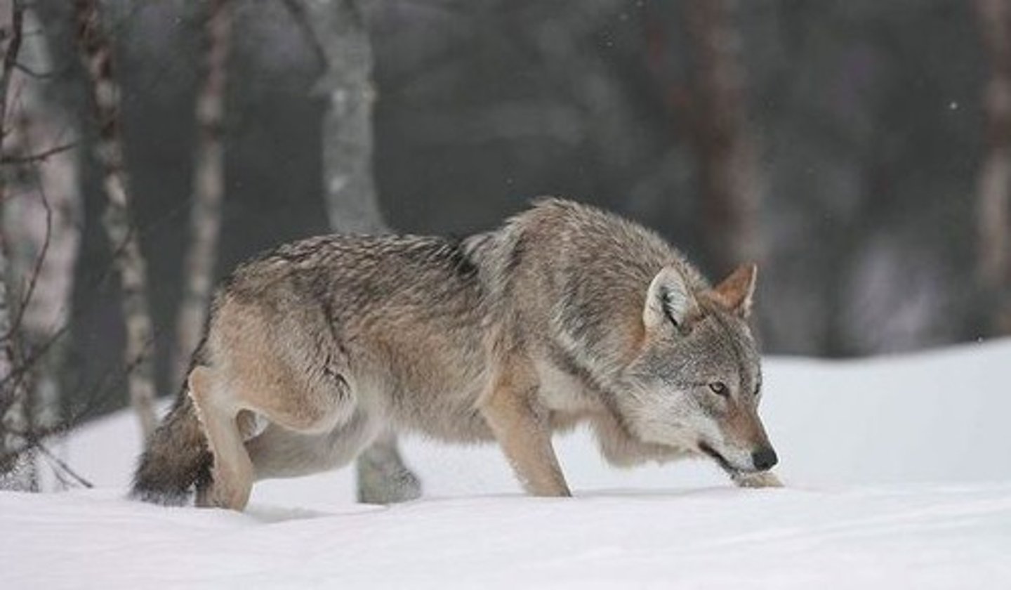 <p>gray wolf</p>